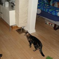 Blanding af racer Silke 