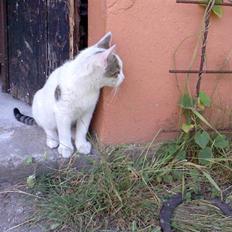 Huskat Basse <3 † R.I.P. †