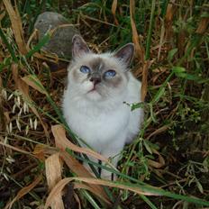 Hellig Birma ¨˜”°º•CISSE•º°”˜¨