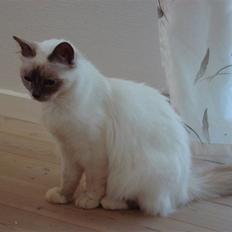 Hellig Birma ¨˜”°º•CISSE•º°”˜¨