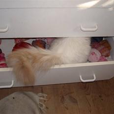 Hellig Birma ¨˜”°º•CISSE•º°”˜¨