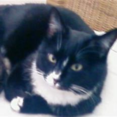 Huskat mimmika (mikapigen) R.I.P