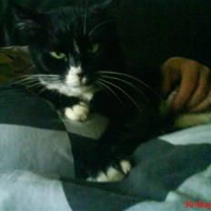 Huskat mimmika (mikapigen) R.I.P