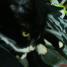 Huskat mimmika (mikapigen) R.I.P