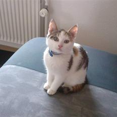 Blanding af racer Taisi