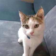 Blanding af racer Taisi