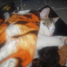 Blanding af racer Taisi