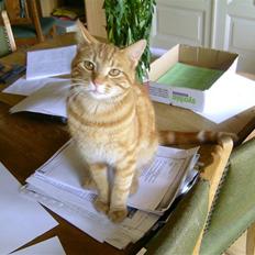 Blanding af racer Felex (død)