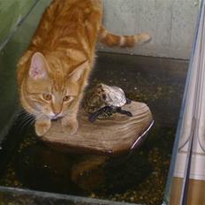 Blanding af racer Felex (død)