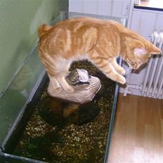 Blanding af racer Felex (død)