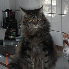 Maine Coon Tyson