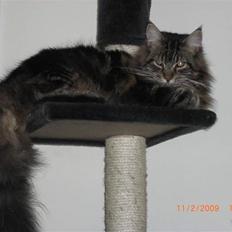 Maine Coon Tyson