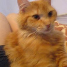 Blanding af racer Cherie *RIP*