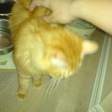 Blanding af racer Cherie *RIP*