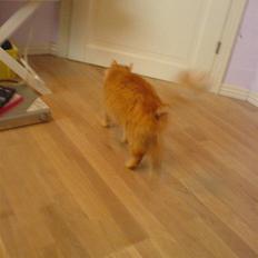 Blanding af racer Cherie *RIP*