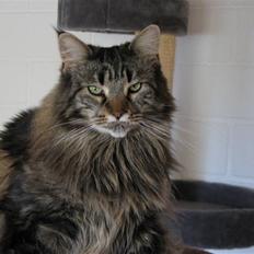 Maine Coon Gugger  Limosa