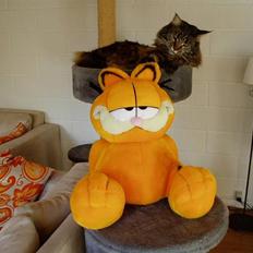 Maine Coon Gugger  Limosa