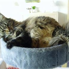 Maine Coon Gugger  Limosa