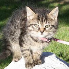 Blanding af racer Kamona