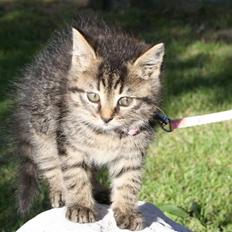 Blanding af racer Kamona