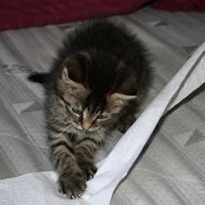 Blanding af racer Kamona