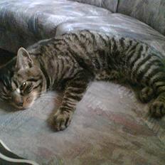 Huskat Speedy R.I.P.