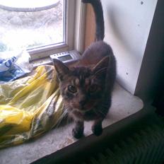 Huskat Speedy R.I.P.