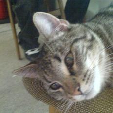 Huskat Simba *Væk*  :'(