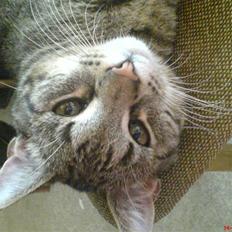 Huskat Simba *Væk*  :'(