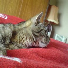 Huskat Simba *Væk*  :'(