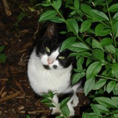 Blanding af racer Perle