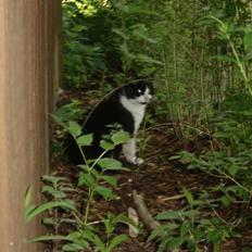 Blanding af racer Perle