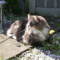 Norsk Skovkat Kvitfjells Søde Sisse