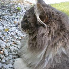 Norsk Skovkat Kvitfjells Søde Sisse