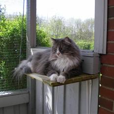 Norsk Skovkat Kvitfjells Søde Sisse