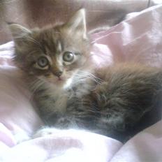 Blanding af racer sandy