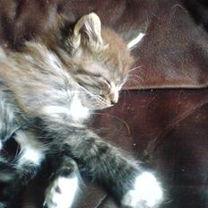 Blanding af racer sandy