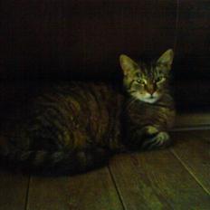 Blanding af racer sandy