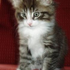 Norsk Skovkat Tony :)