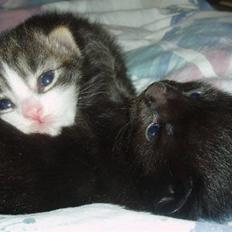 Norsk Skovkat Tony :)