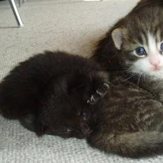 Norsk Skovkat Tony :)