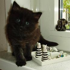 Norsk Skovkat Mina xD