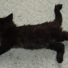 Norsk Skovkat Mina xD