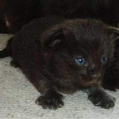 Norsk Skovkat Mina xD