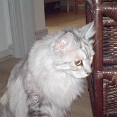Maine Coon zille