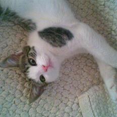 Blanding af racer Prinsen