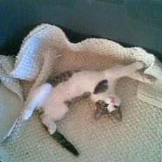 Blanding af racer Prinsen