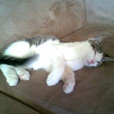 Blanding af racer Prinsen