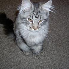 Maine Coon Bacardi