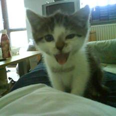 Huskat Trine's James 